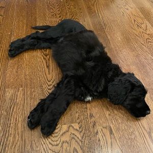 Meet your Posher, Robert